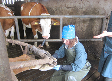 Einzeltierbehandlung