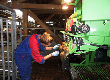 Einzeltierbehandlung